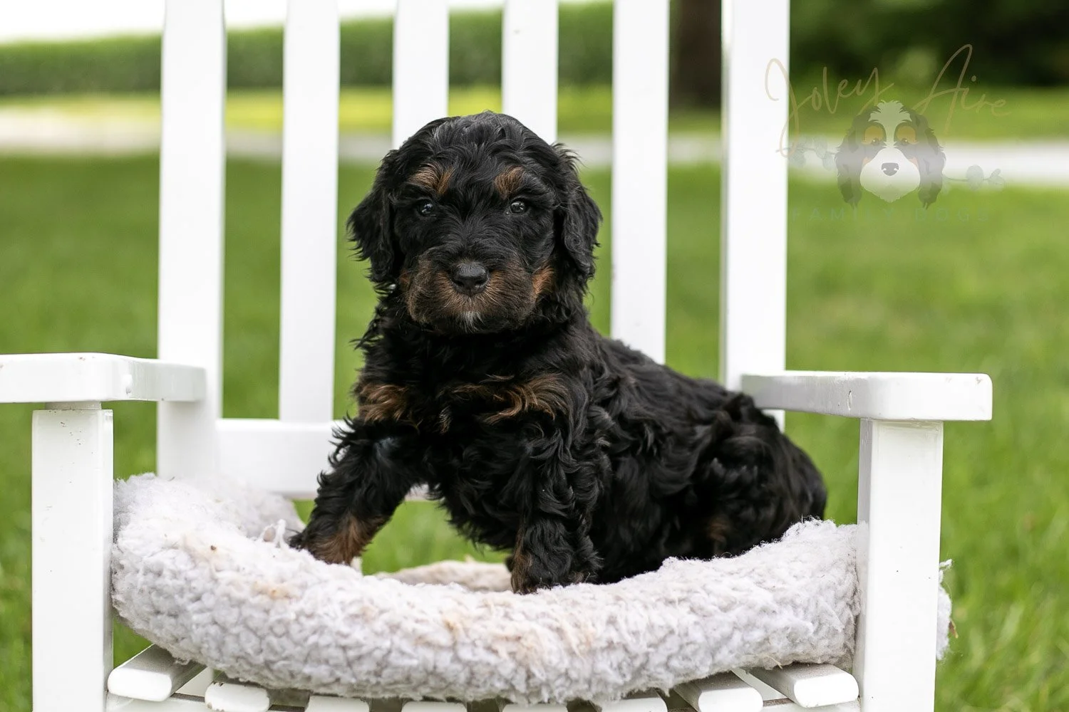 Denali Bernedoodle Puppy-847.jpg