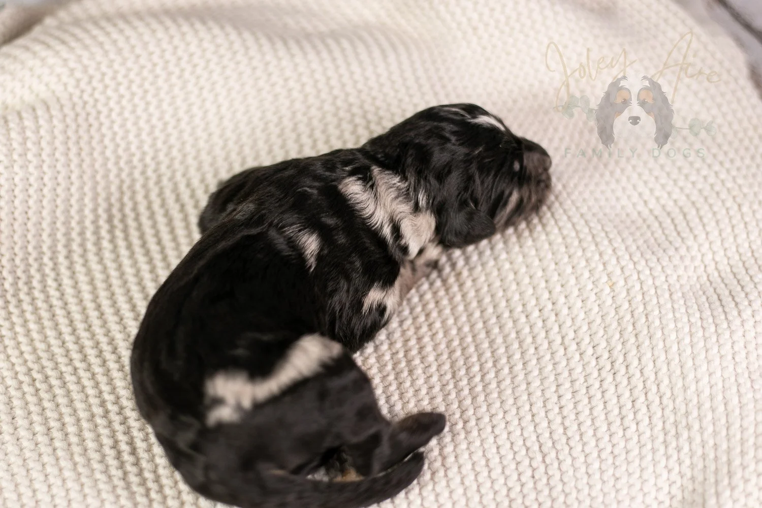 Bob Ross Bernedoodle Puppy-134.jpg