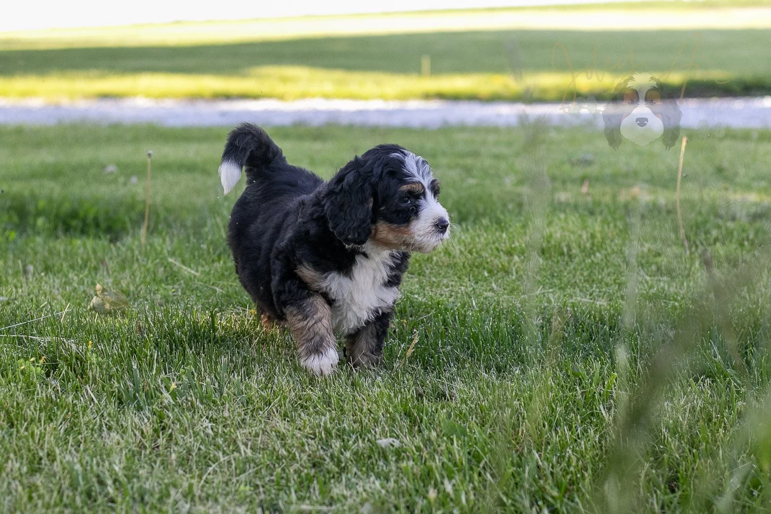 Trumpet Bernedoodle Puppy-17.jpg