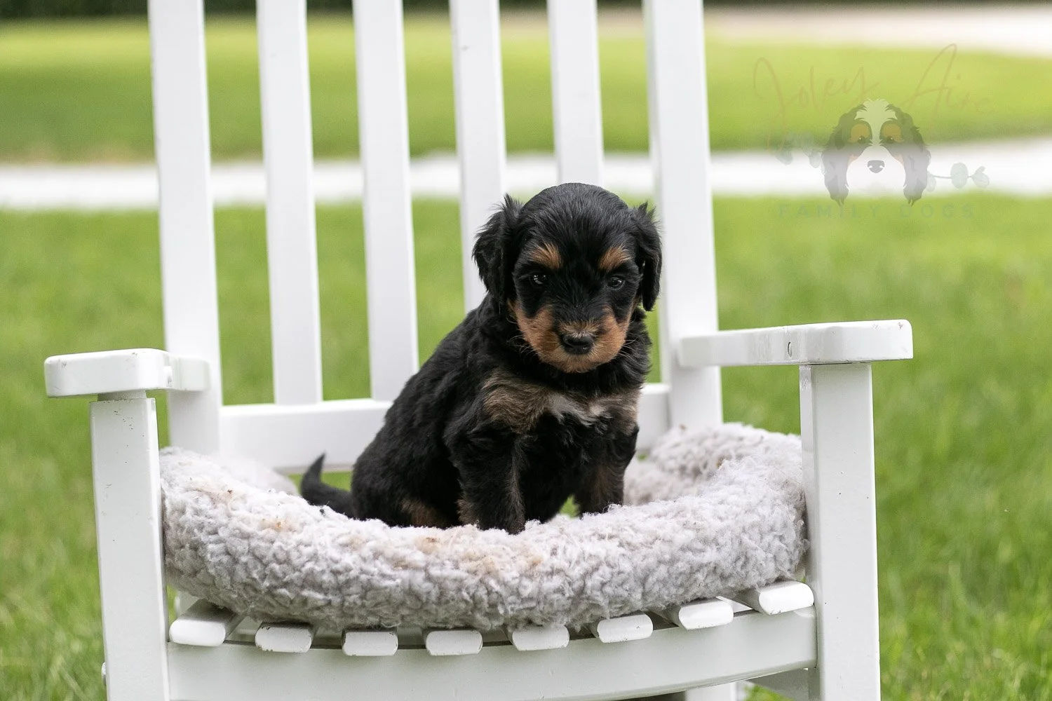 Mini Mae Bernedoodle Puppy-1018.jpg