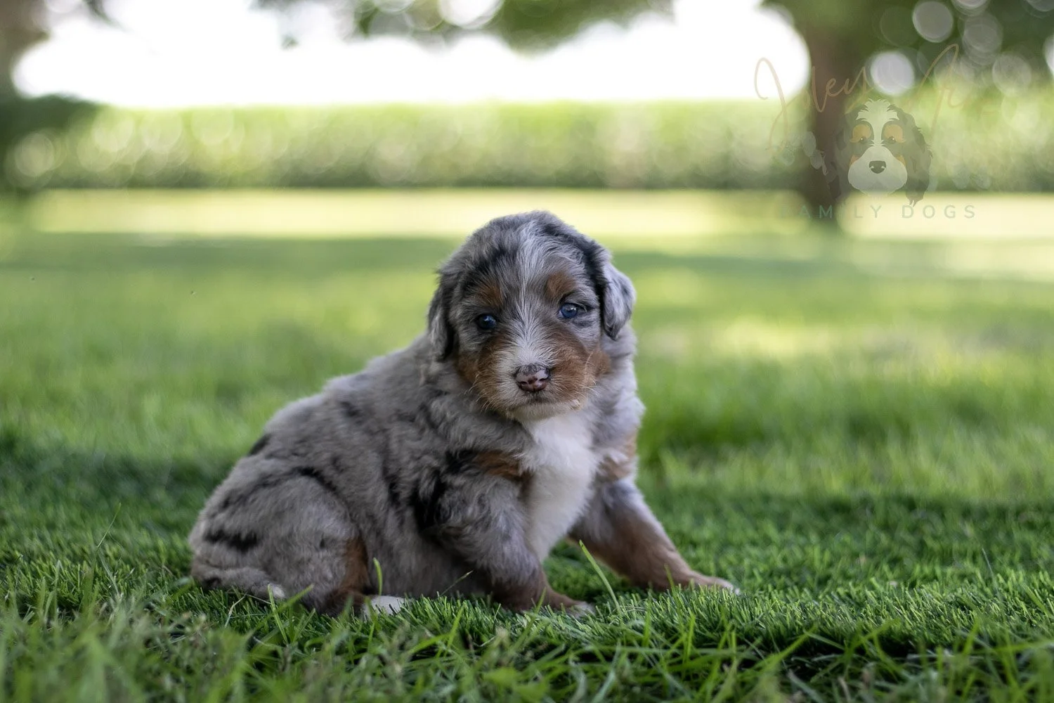 Rachel Lynde Bernedoodle Puppy-554.jpg