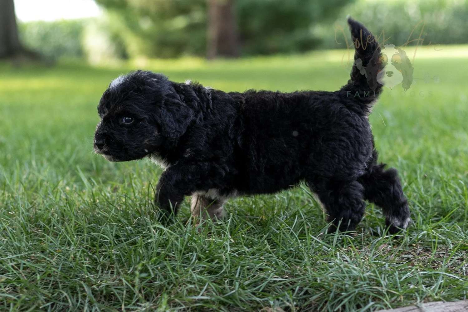 Bob Ross Bernedoodle Puppy-156.jpg
