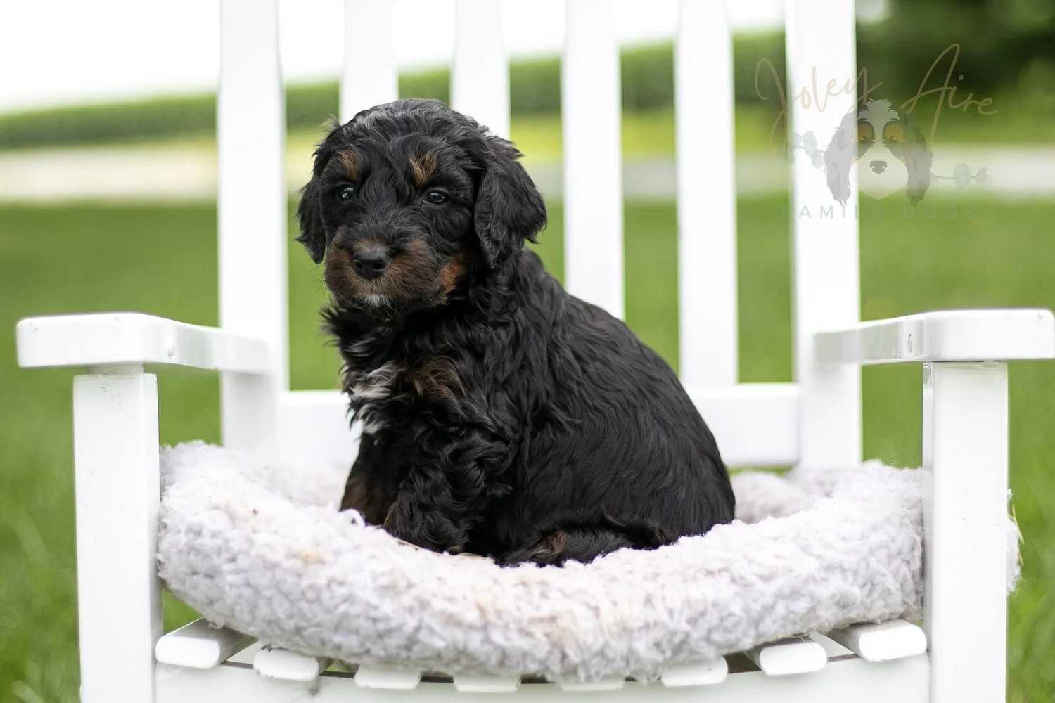 Acadia Bernedoodle Puppy-839.jpg