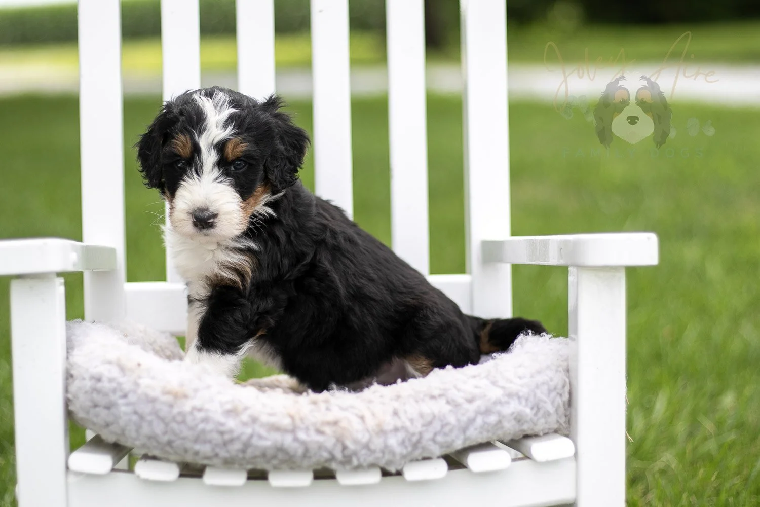 Zion Bernedoodle Puppy-818.jpg