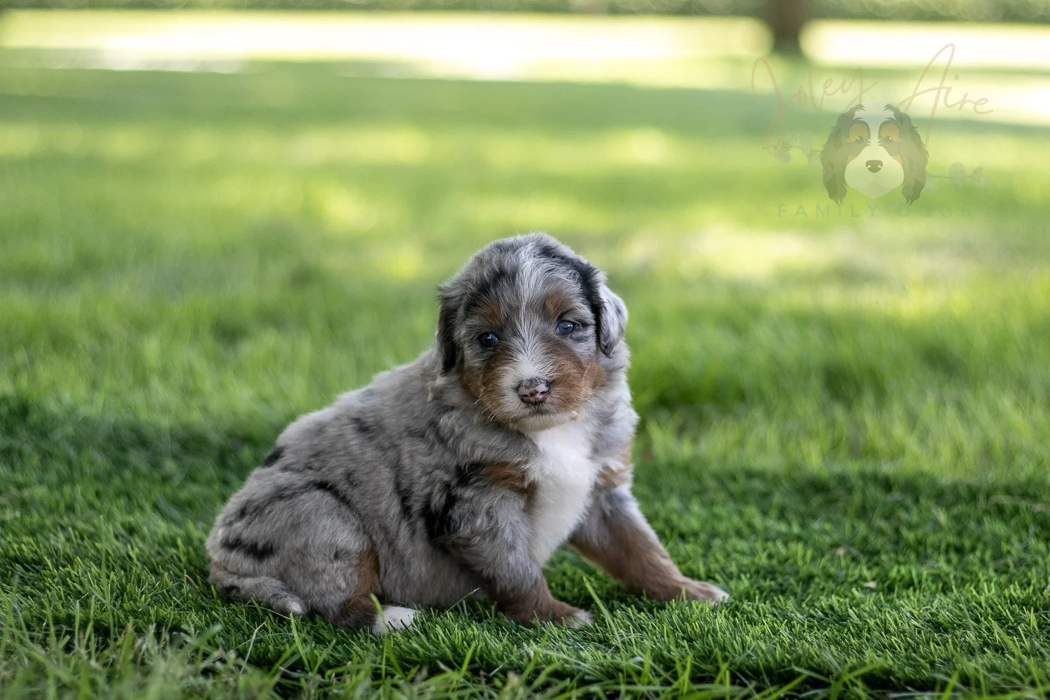 Rachel Lynde Bernedoodle Puppy-555.jpg