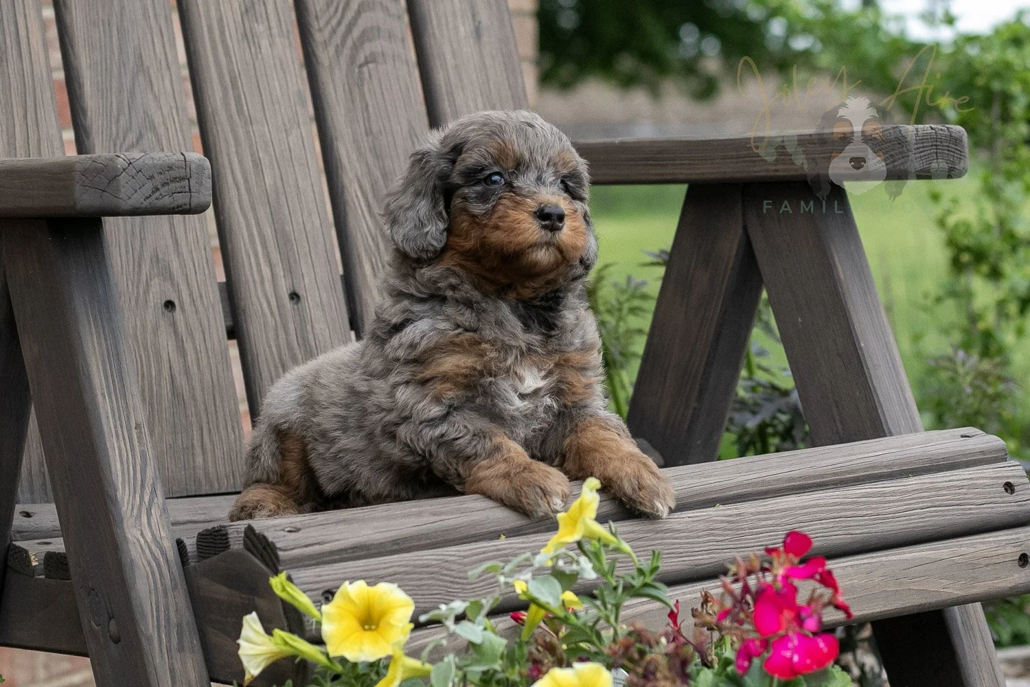 Flute Bernedoodle Puppy-6.jpg