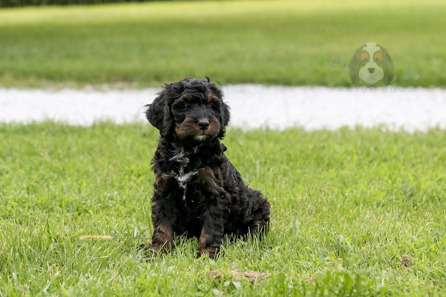 Denali Bernedoodle Puppy-108.jpg