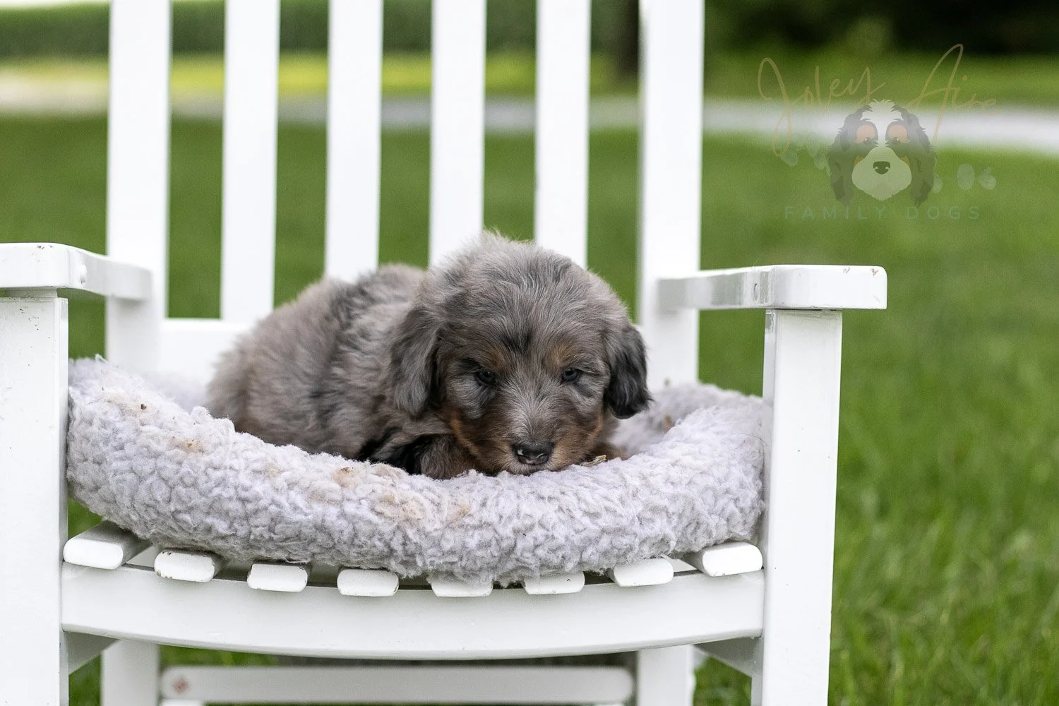 Matthew Cuthbert Bernedoodle Puppy-913.jpg
