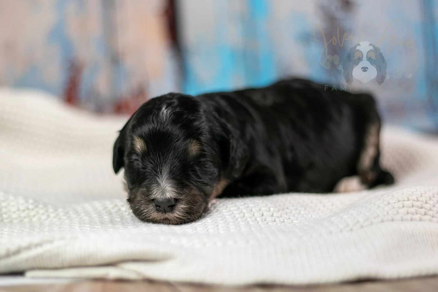 Georgia Bernedoodle Puppy-254.jpg