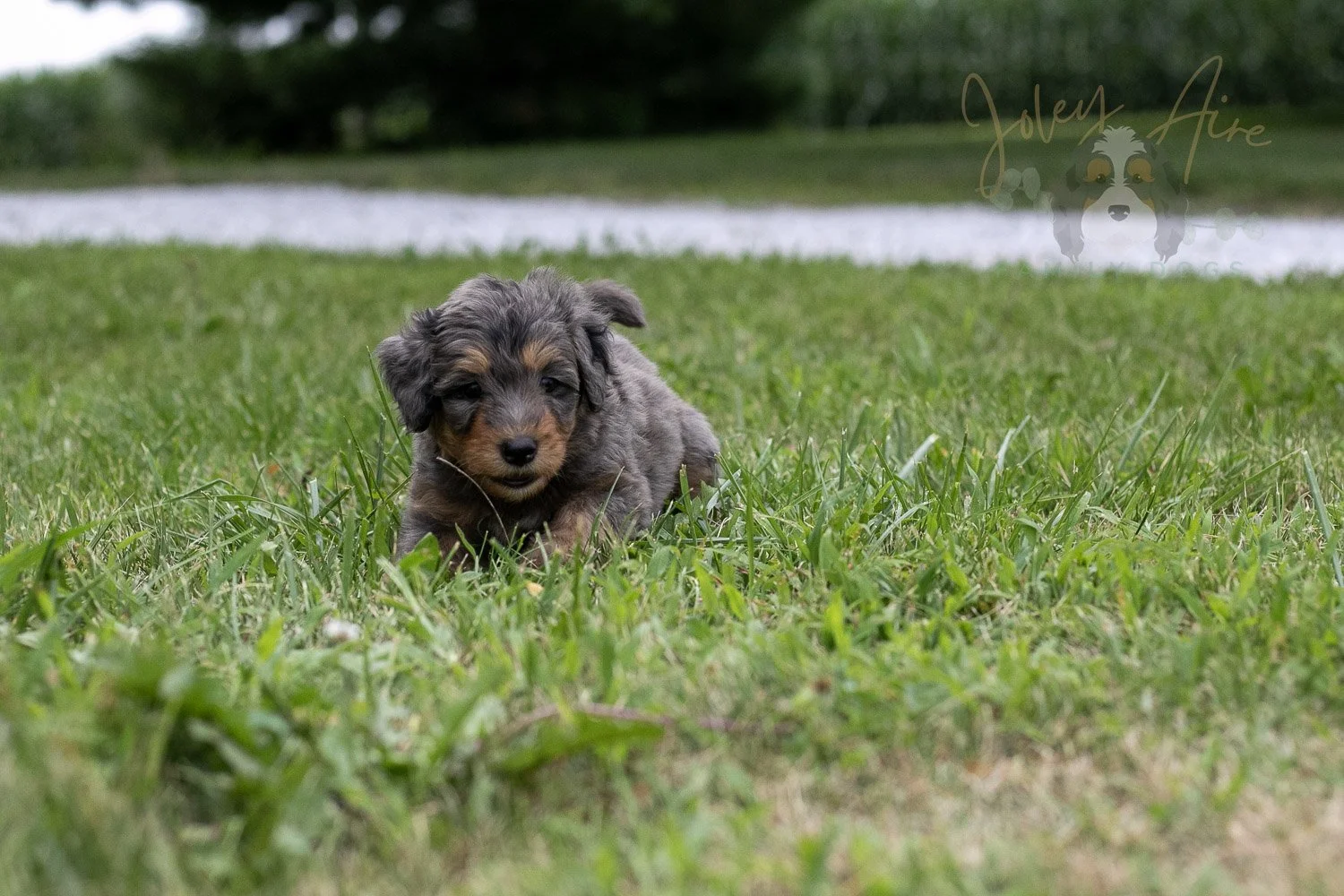 Josie Pye Bernedoodle Puppy-74.jpg