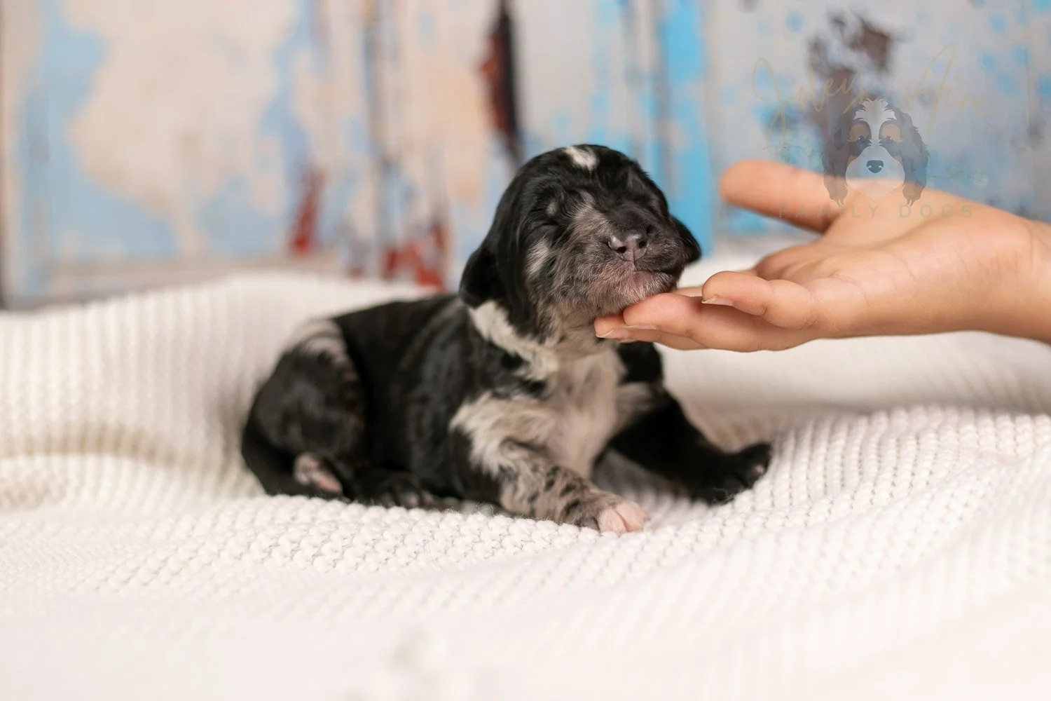 Bob Ross Bernedoodle Puppy-121.jpg
