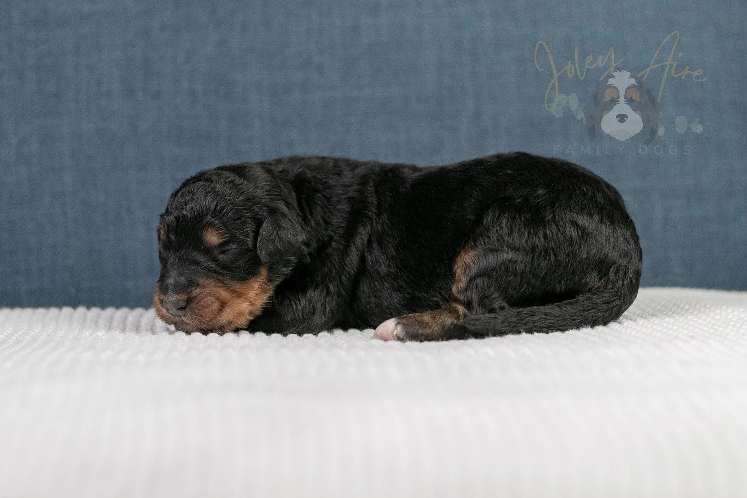 Asher Bernedoodle Puppy-87.jpg