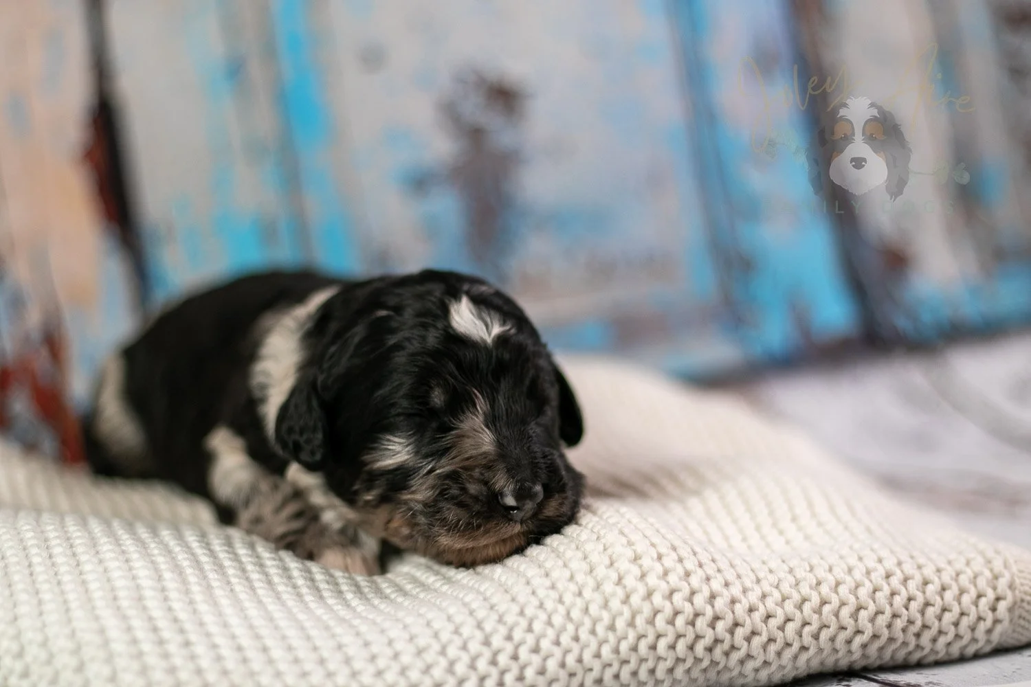 Bob Ross Bernedoodle Puppy-302.jpg