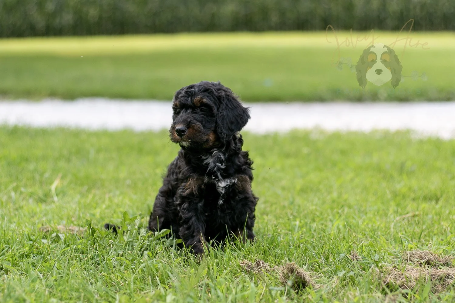 Denali Bernedoodle Puppy-115.jpg