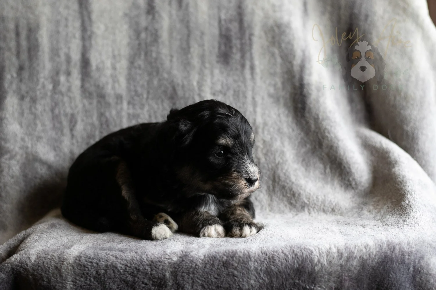 Georgia Bernedoodle Puppy-176.jpg