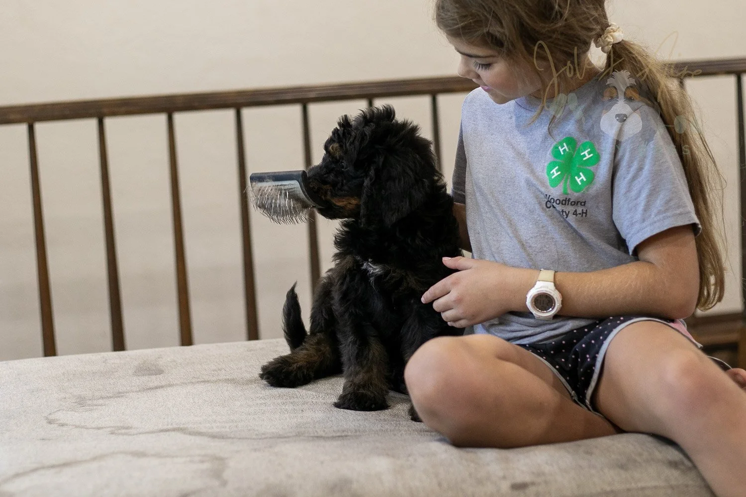 Olympic Bernedoodle Puppy-464.jpg