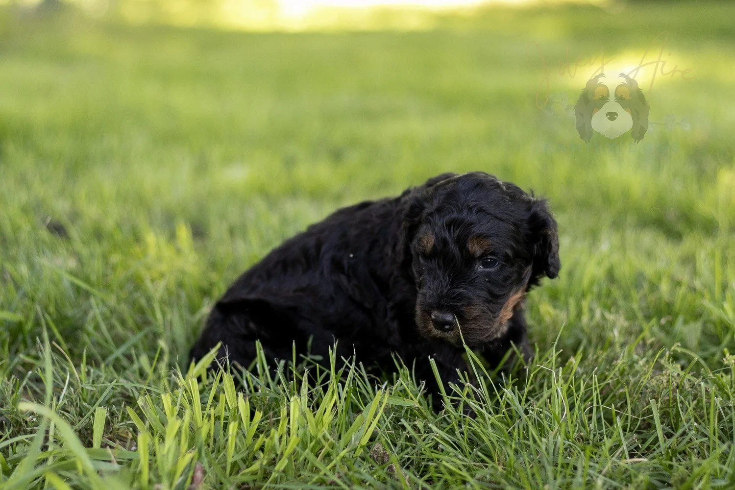 Acadia Bernedoodle Puppy-422.jpg