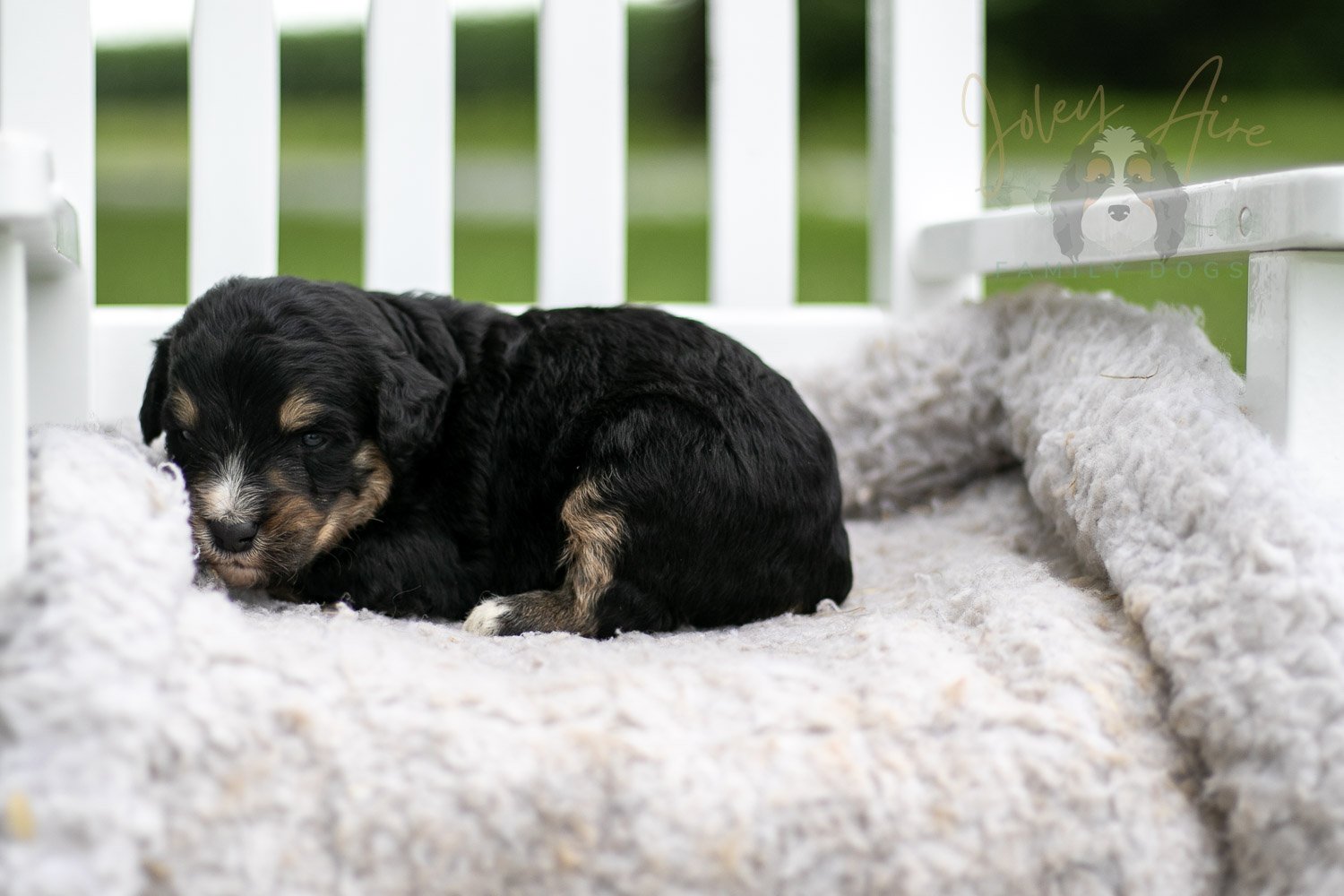 Da Vinci Bernedoodle Puppy-737.jpg