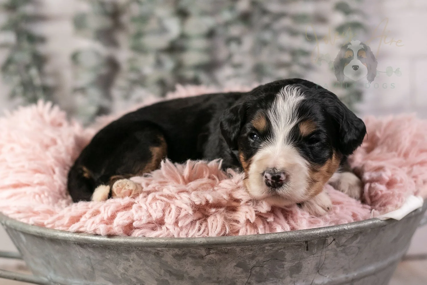 Trumpet Bernedoodle Puppy-25.jpg