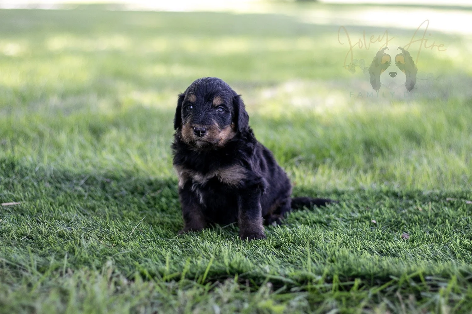Gilbert Blythe Bernedoodle Puppy-588.jpg