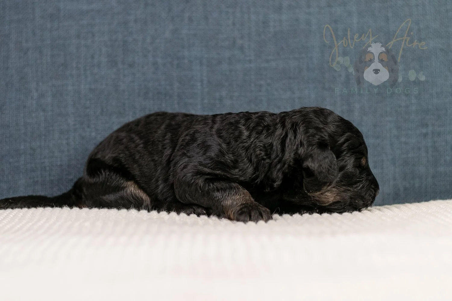 Amy Bernedoodle Puppy-100.jpg