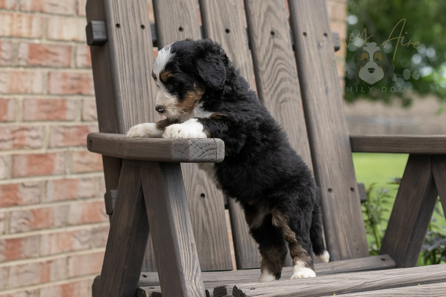 Harmonica Bernedoodle Puppy-16.jpg