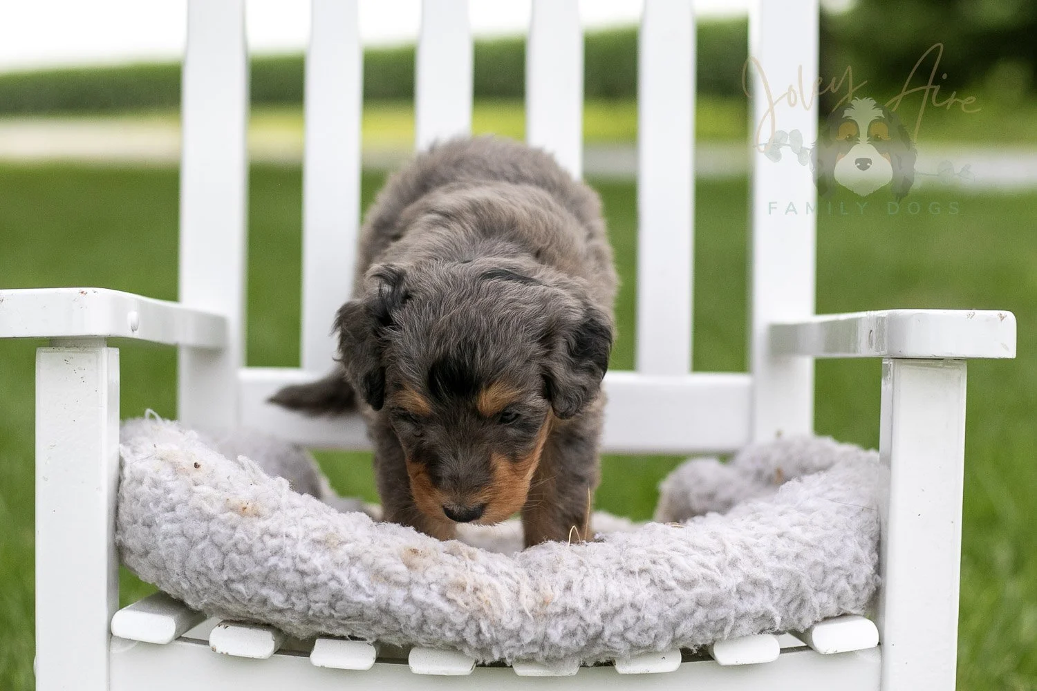 Josie Pye Bernedoodle Puppy-900.jpg
