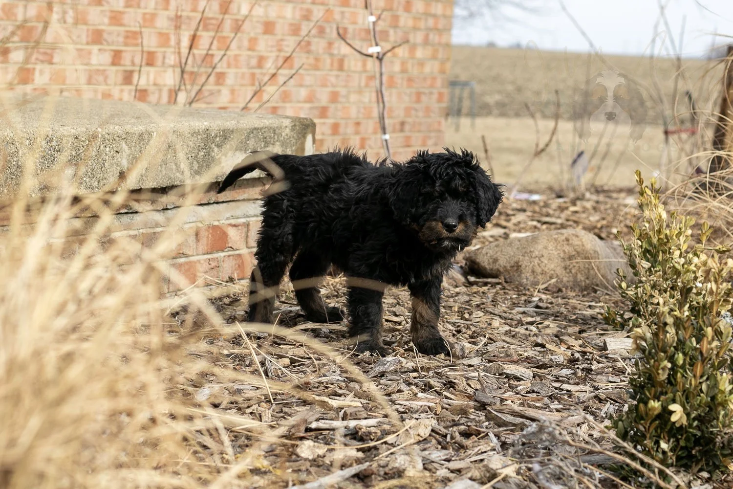 Aurora Bernedoodle Puppy-14.jpg
