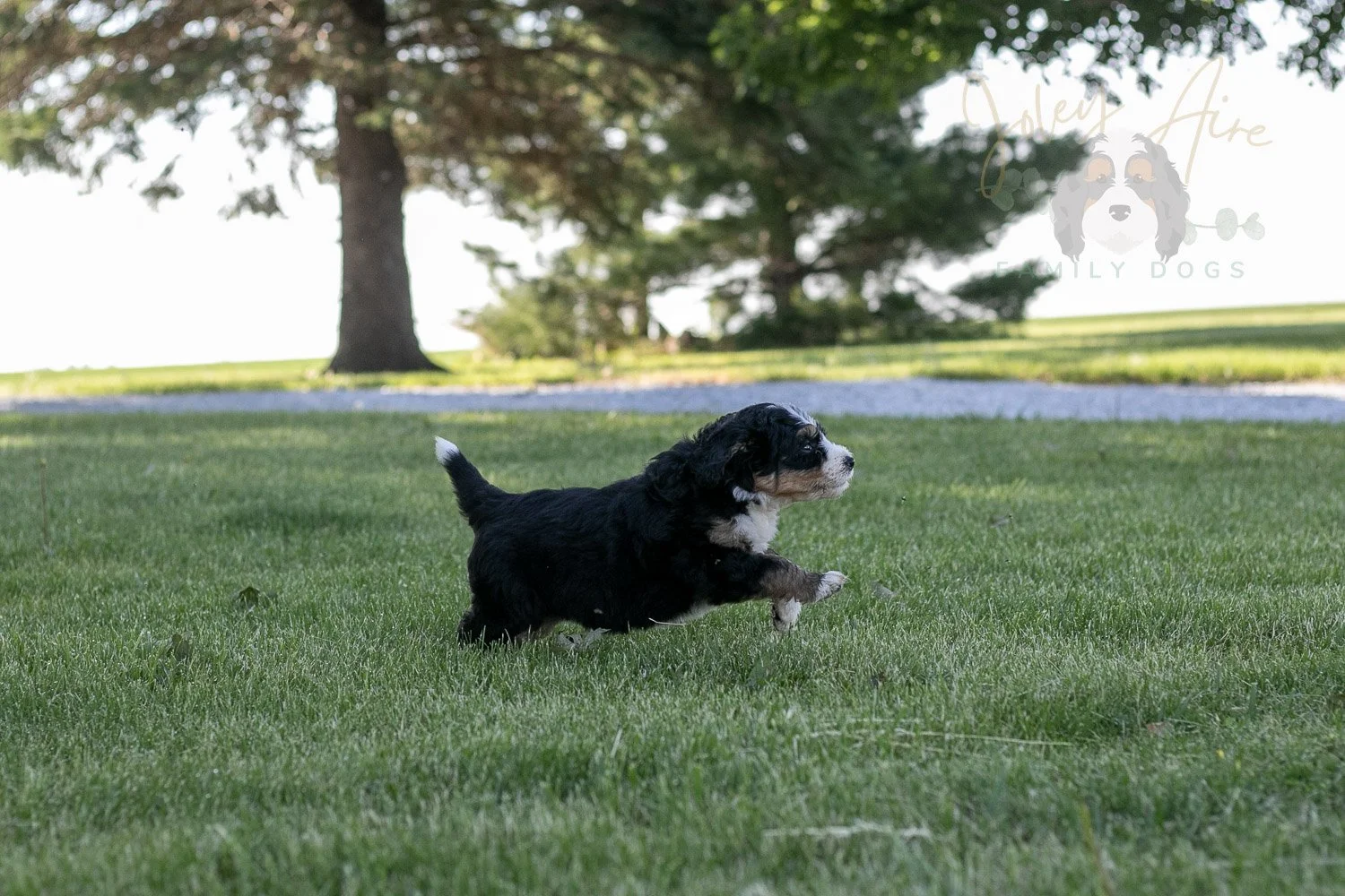 Trumpet Bernedoodle Puppy-14.jpg