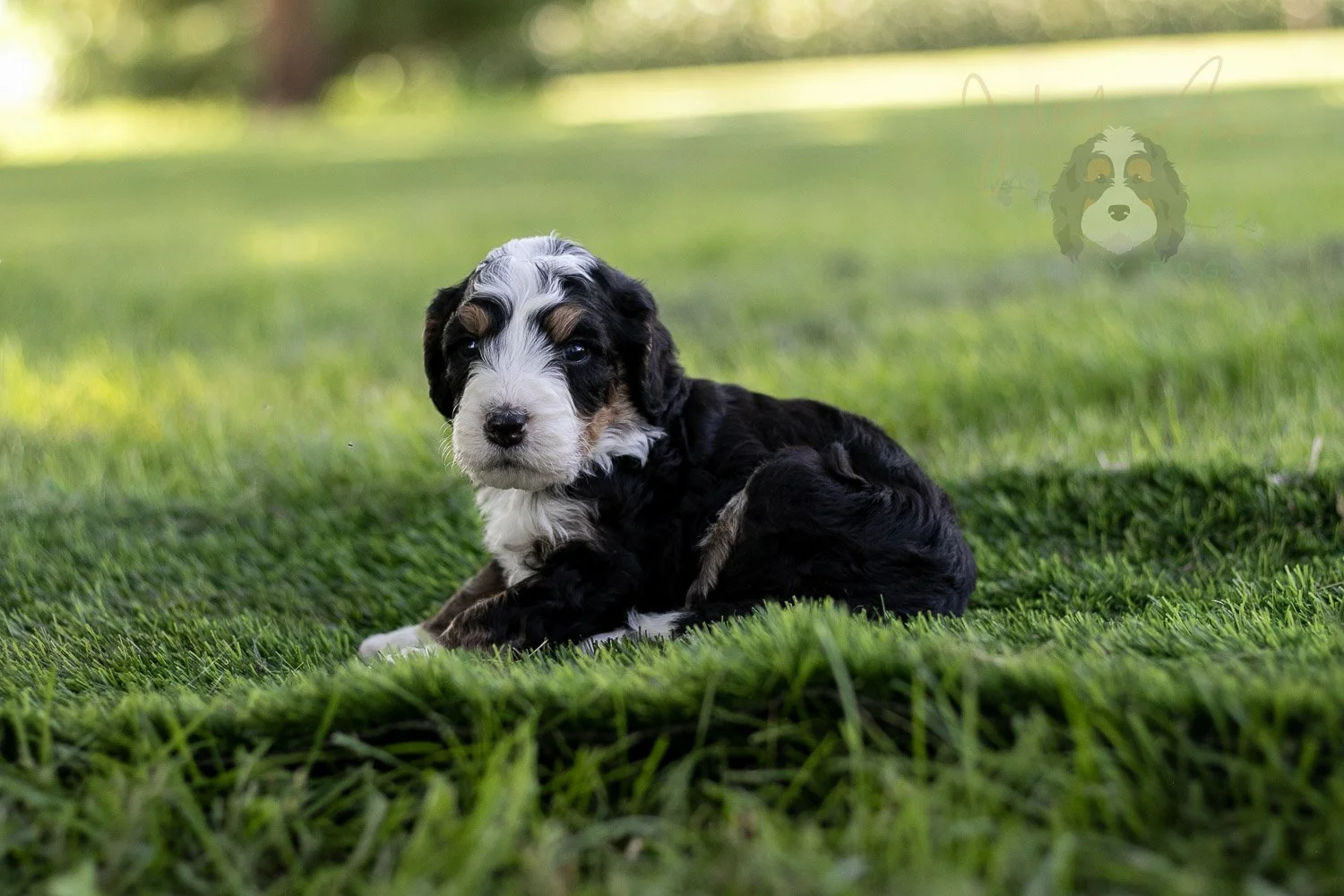 Yellowstone Bernedoodle Puppy-417.jpg