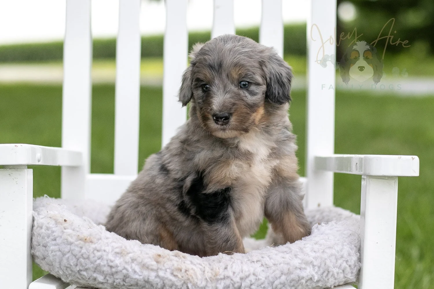 Matthew Cuthbert Bernedoodle Puppy-923.jpg