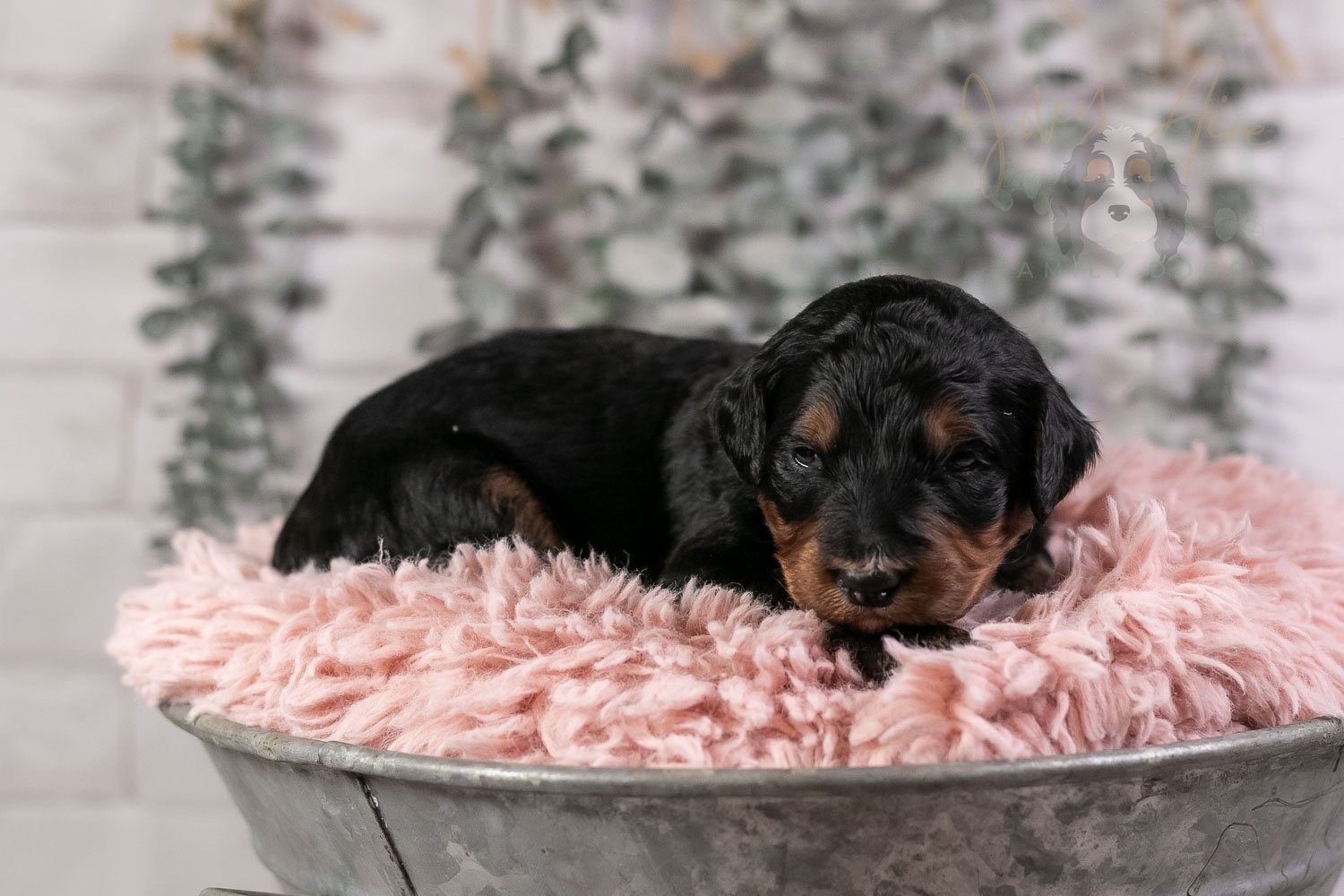 Banjo Bernedoodle Puppy-21.jpg