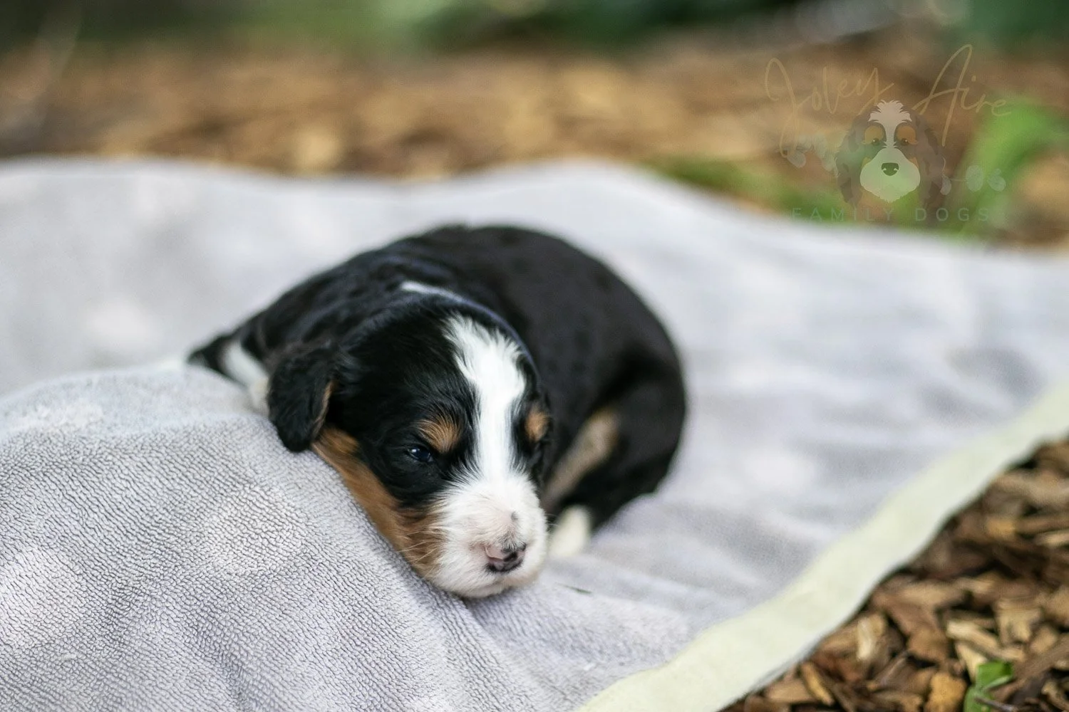 Zion Bernedoodle Puppy-93.jpg