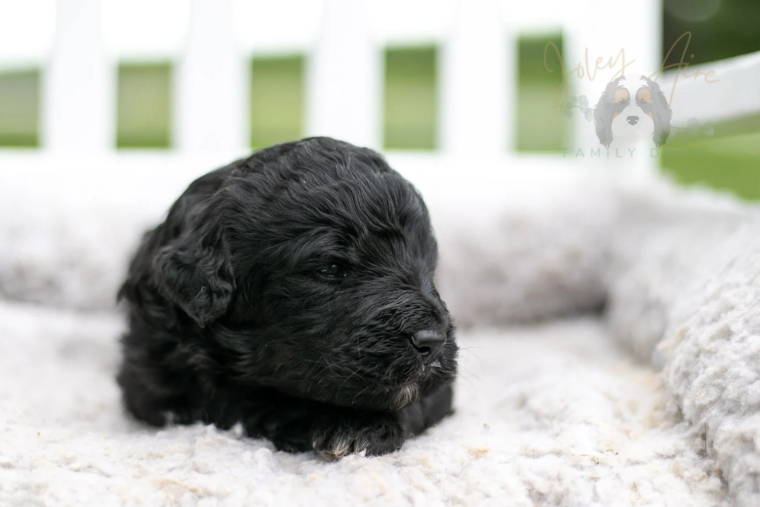 Claude Monet Bernedoodle Puppy-750.jpg