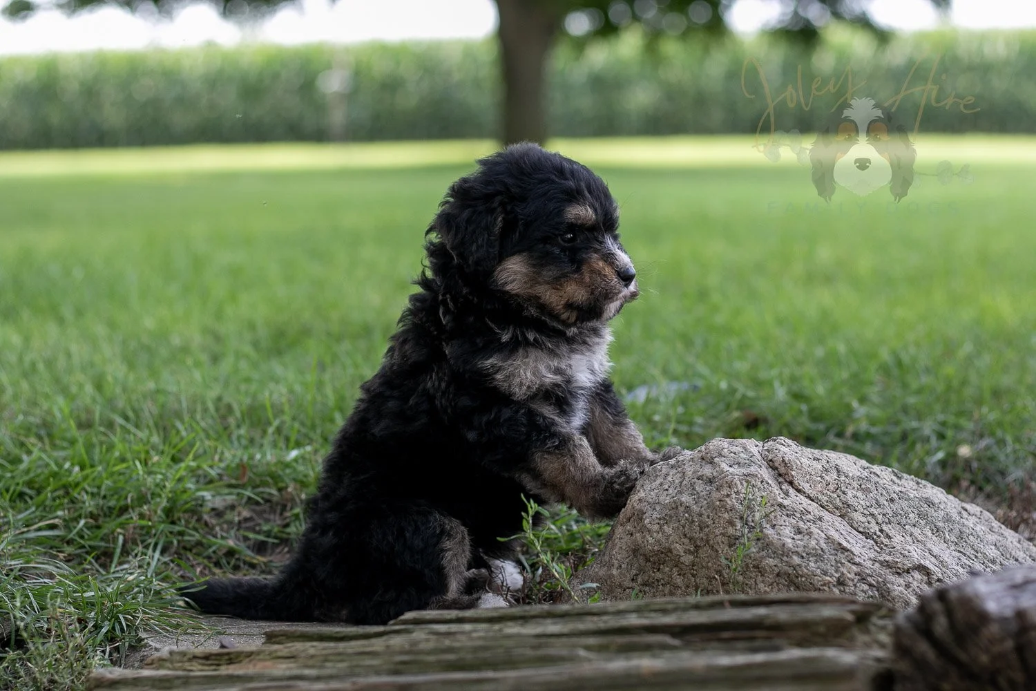 Da Vinci  Bernedoodle Puppy-186.jpg