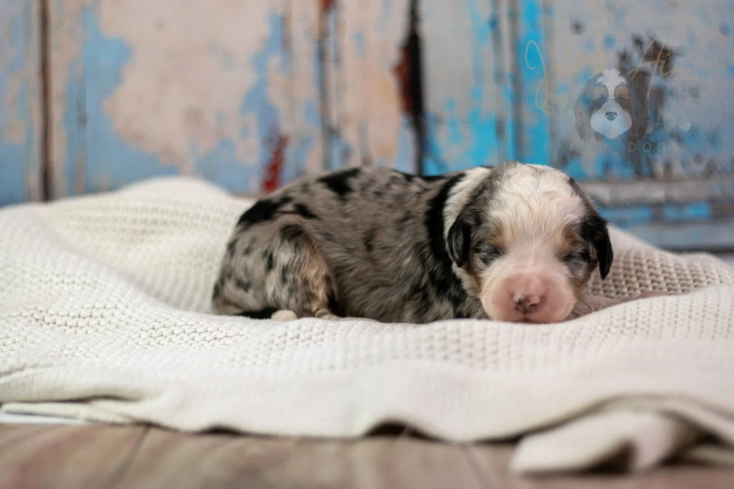 Pablo Picasso Bernedoodle Puppy-227.jpg
