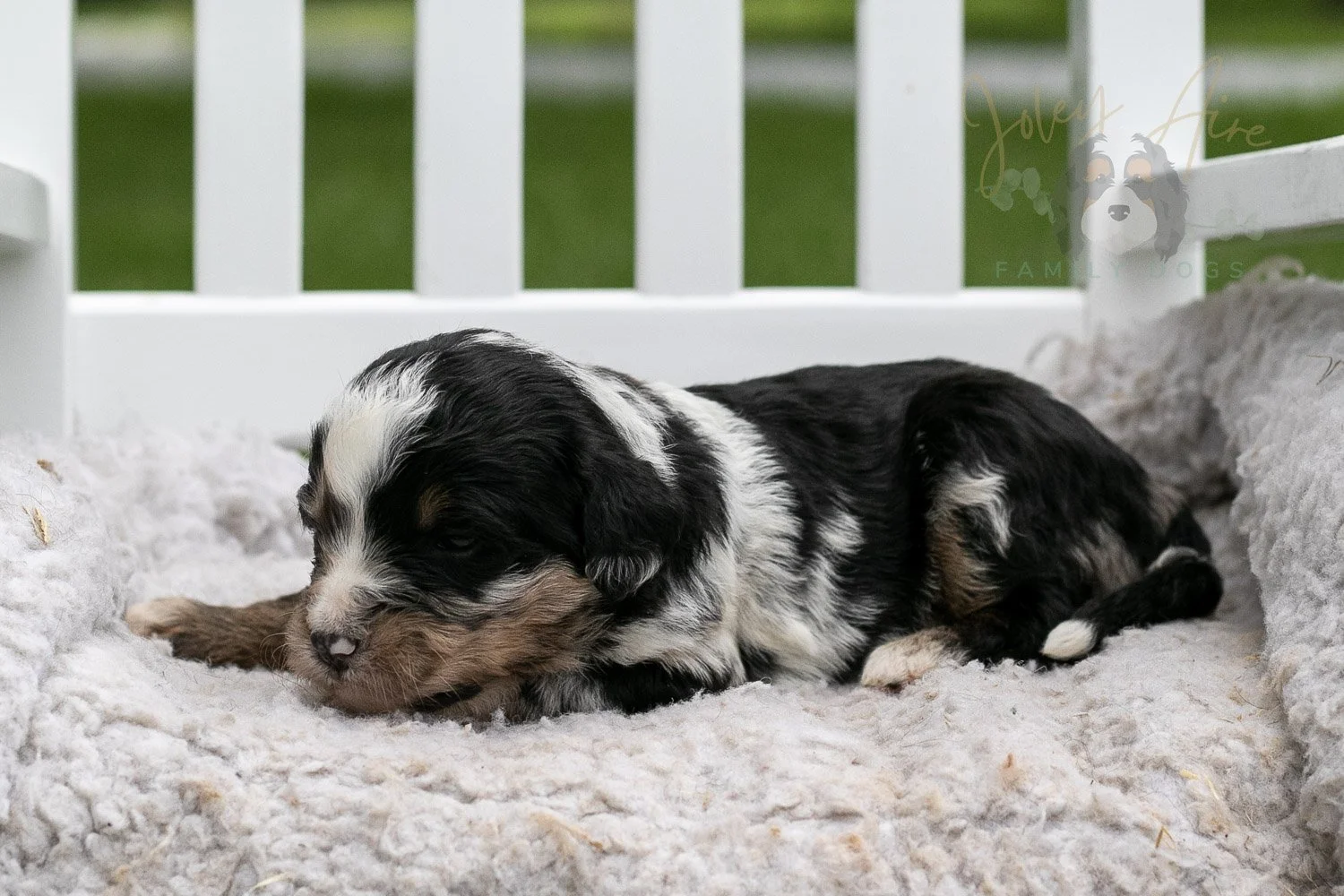 Artemisia Bernedoodle Puppy-662.jpg