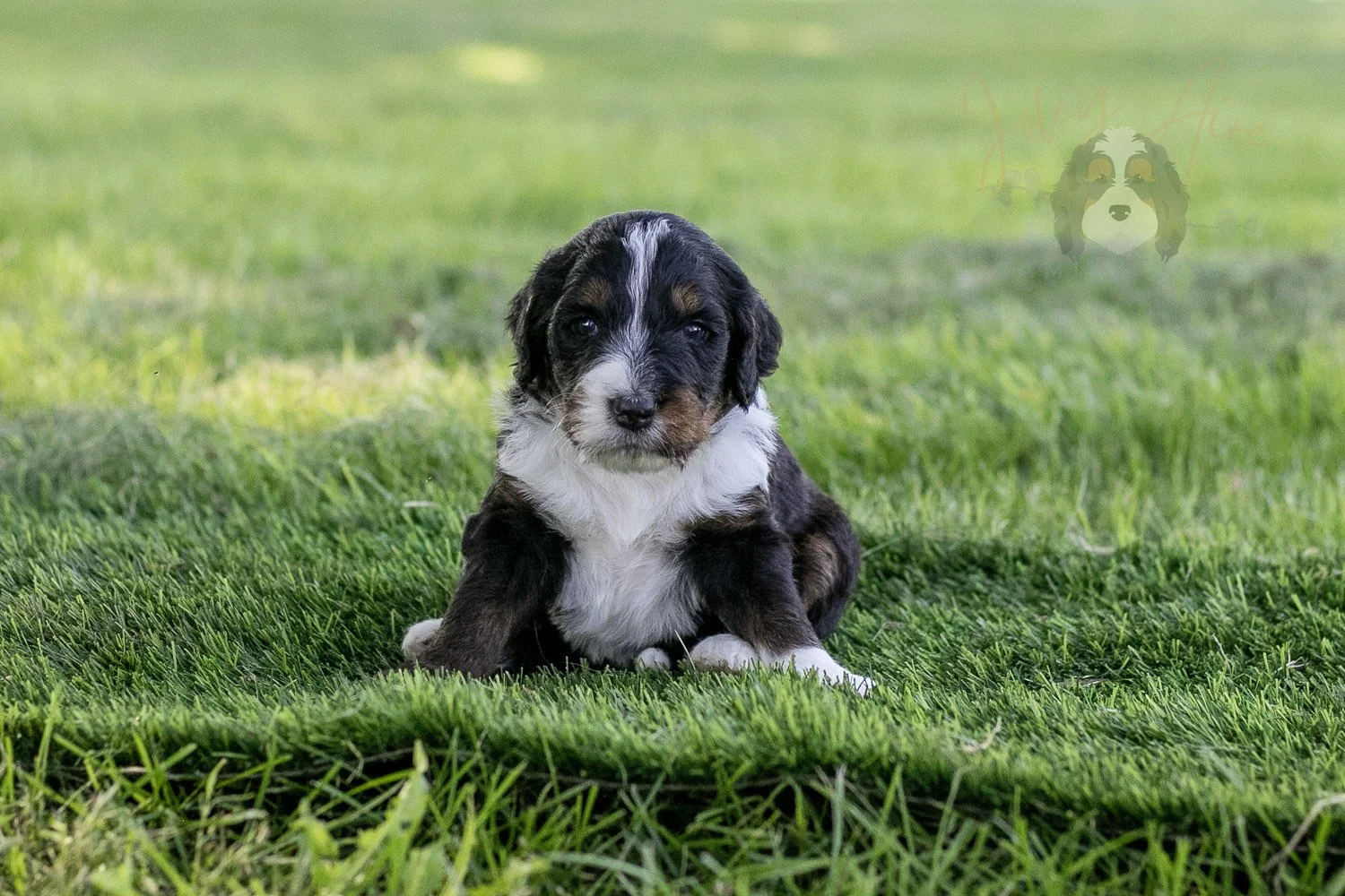 Yosemite Bernedoodle Puppy-374.jpg