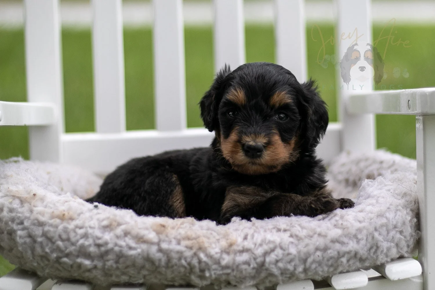 Mini Mae Bernedoodle Puppy-1011.jpg