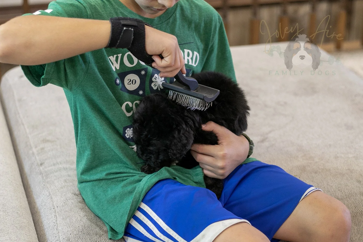 Andy Bernedoodle Puppy-294.jpg
