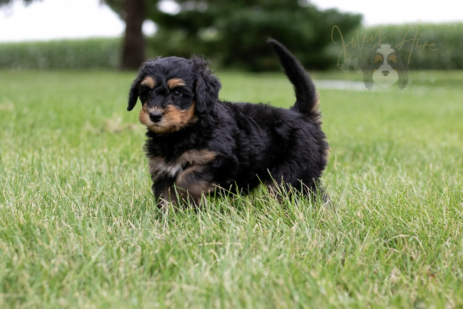 Mini Mae Bernedoodle Puppy-10.jpg