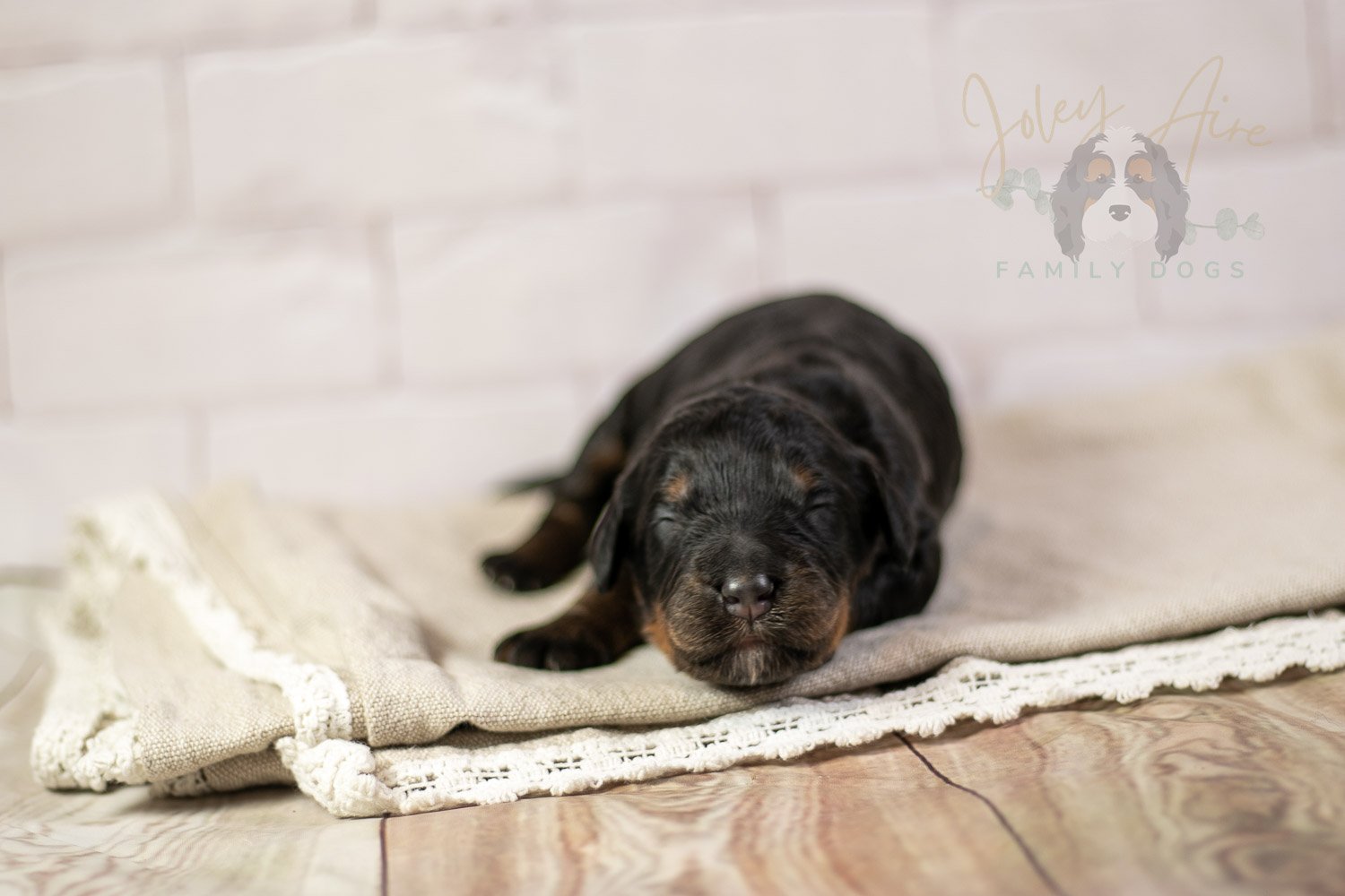 Acadia Bernedoodle Puppy-142.jpg