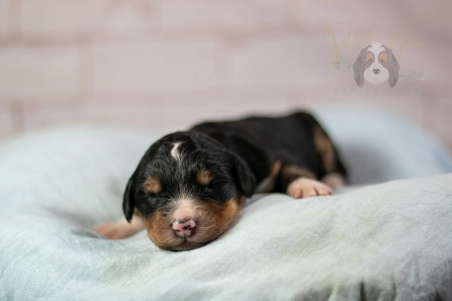 Walter Shirley Bernedoodle Puppy-87.jpg