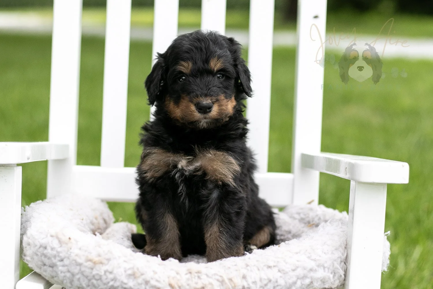 Gilbert Bernedoodle Puppy-872.jpg