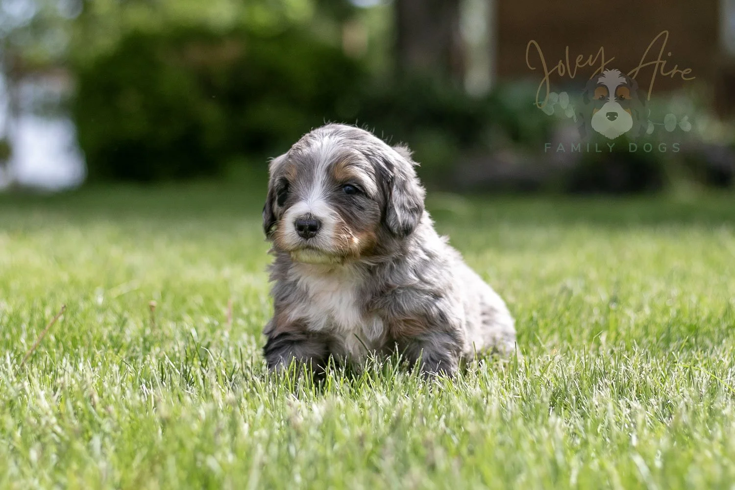 Drum Bernedoodle Puppy-17.jpg
