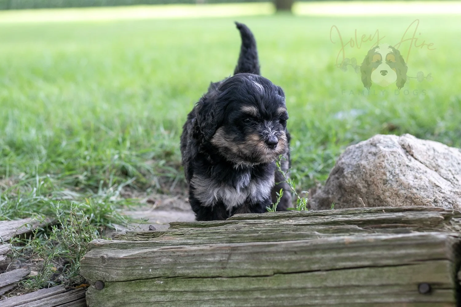 Georgia Bernedoodle Puppy-217.jpg
