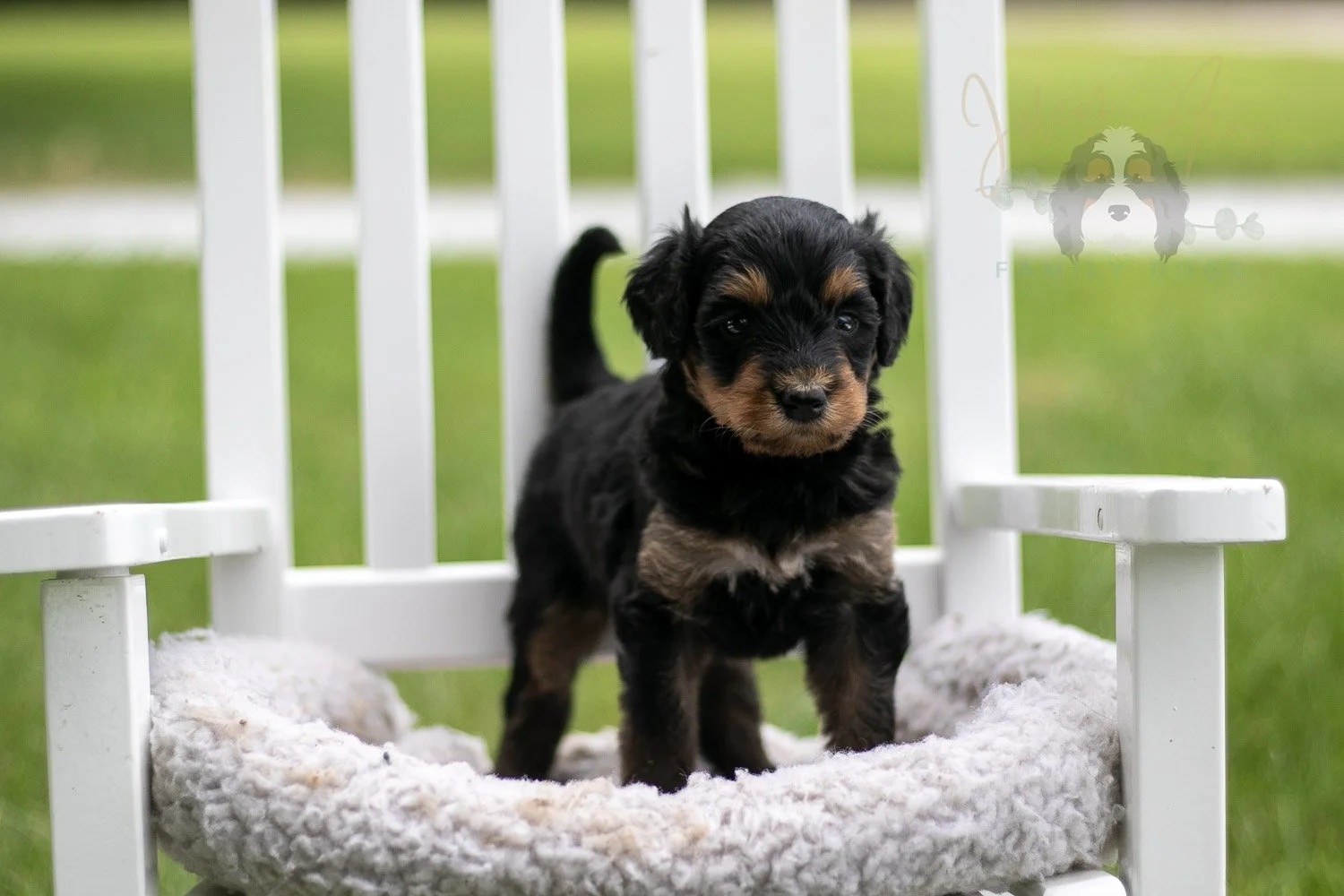 Mini Mae Bernedoodle Puppy-1013.jpg