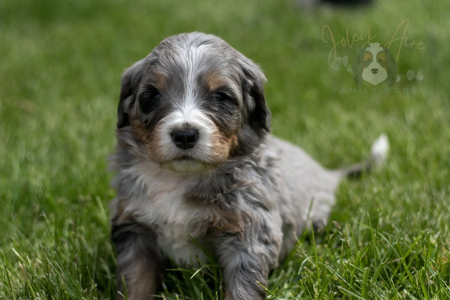 Drum Bernedoodle Puppy-35.jpg