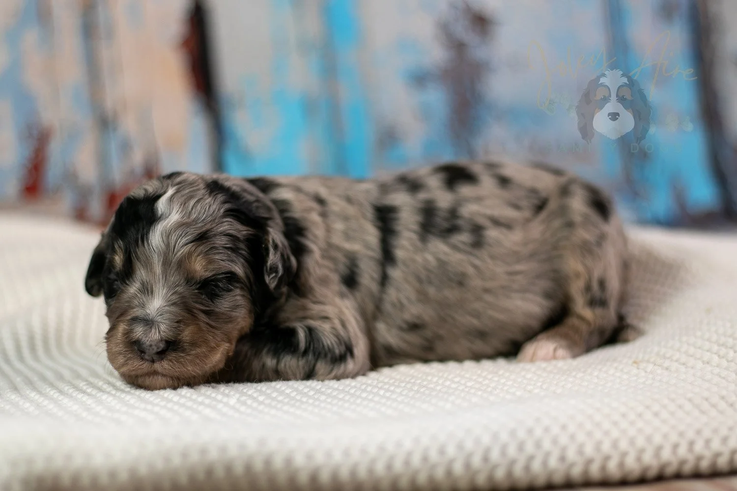 Frida Bernedoodle Puppy-187.jpg