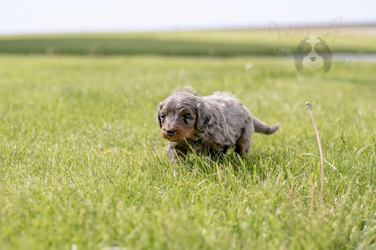 Flute Bernedoodle Puppy-22.jpg